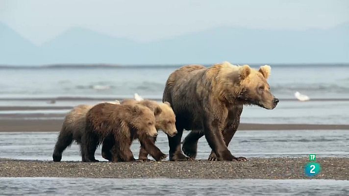 Som Documentals - Els ossos gegants d'Alaska