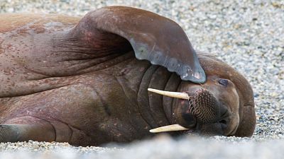 Somos documentales - Para�so invernal - ver ahora