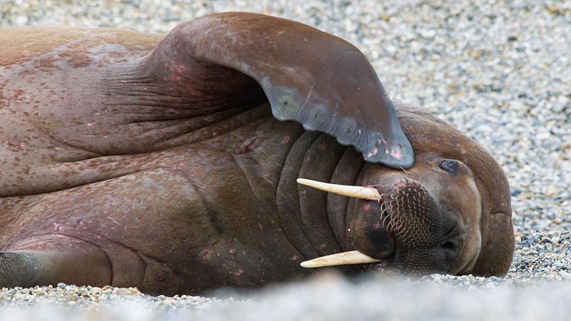 Somos documentales - Para�so invernal - ver ahora