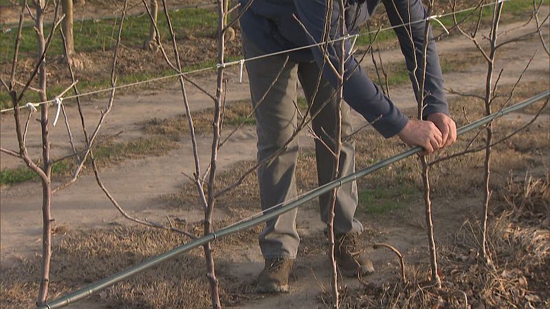 Pagesos afectats per la sequera intenten reduir el consum d'aigua - L'Informatiu | Ver