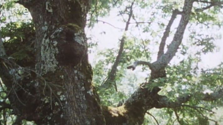 Nuestros árboles - El roble