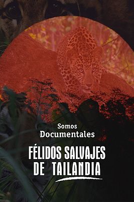 Somos Documentales - Félidos salvajes de Tailandia