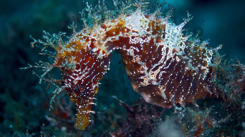 En peligro los animales migratorios del mundo: "Los más afectados son los peces de agua dulce y marinos"