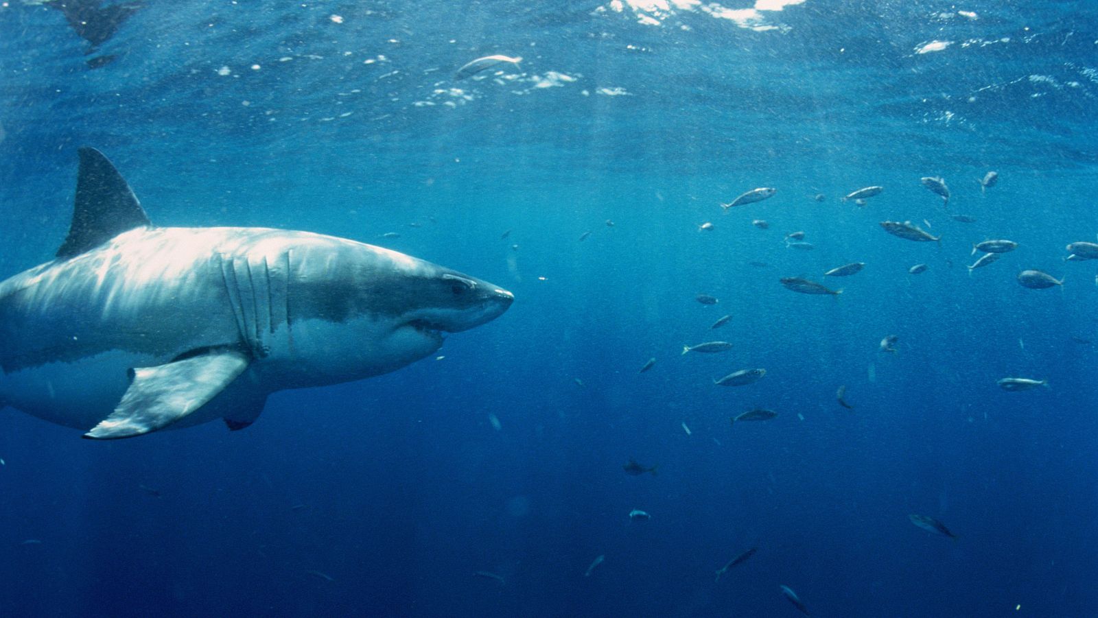 El 44% de las especies migratorias están en peligro de extinción | Ver