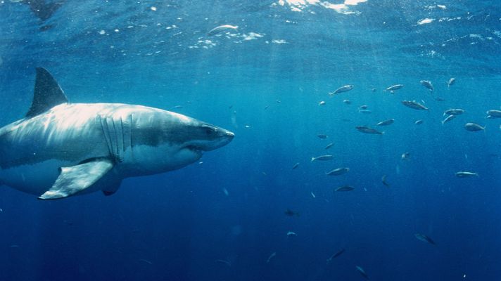 Telediario 2 - El 44% de las especies migratorias están perdiendo parte de su población, según apunta la ONU