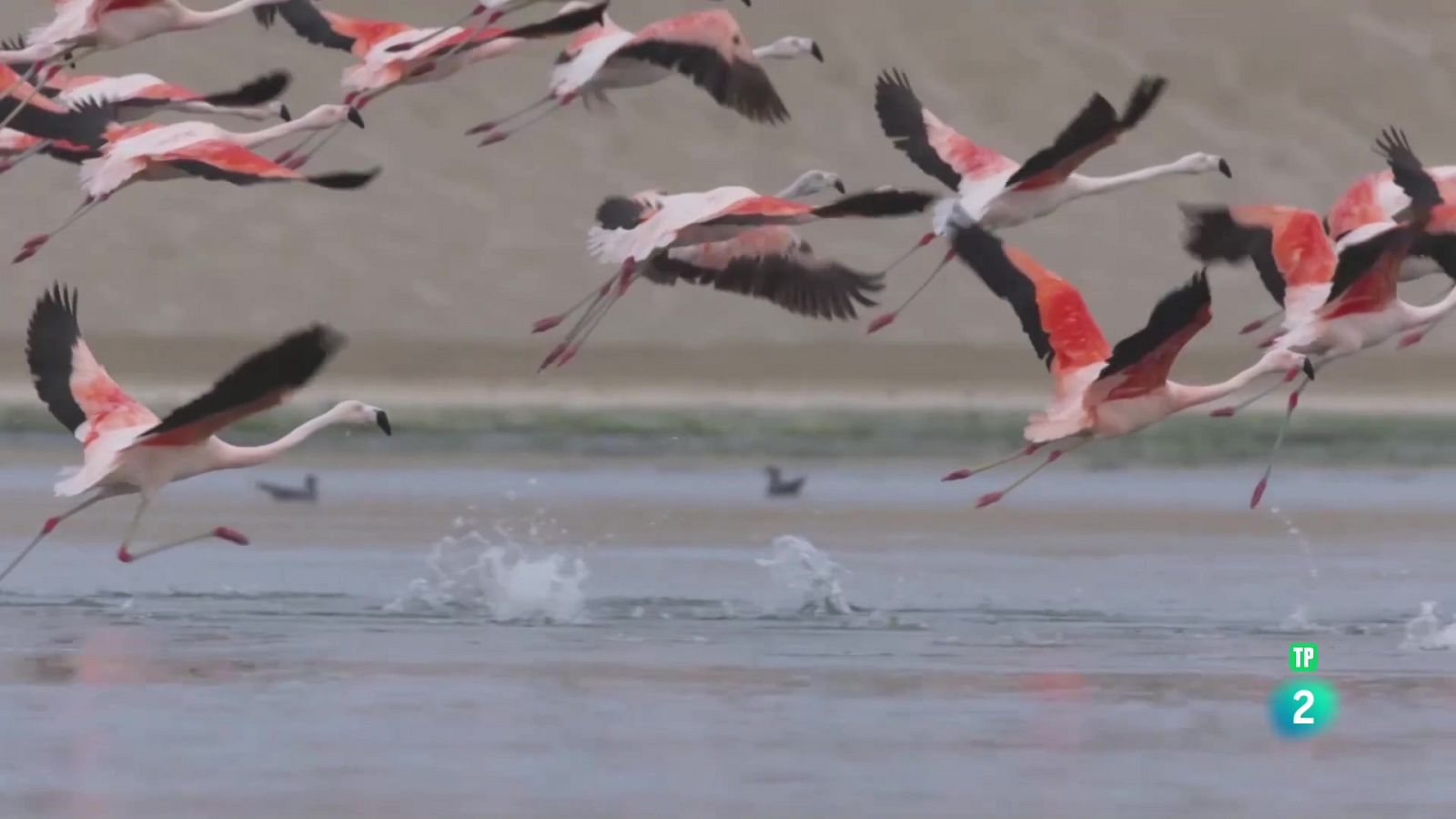 Noticiero Científico y Cultural Iberoamericano | Ver