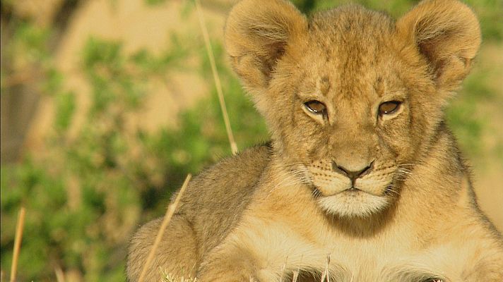 Somos Documentales - Cecil. El legado de un rey