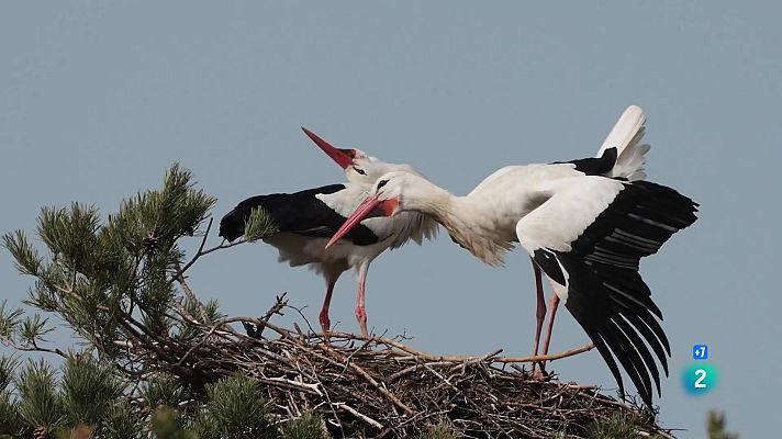 Som Documentals - Llaços de Família: Enamorats