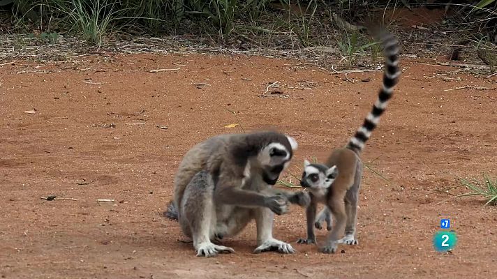 Som Documentals - Llaços de Família: Pares