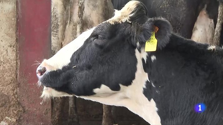 L'Informatiu - Primera plataforma per monitoritzar l'estat dels animals de granja