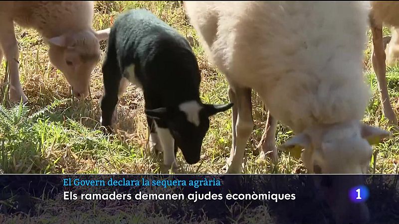 Govern declara la sequera agrària | Ver