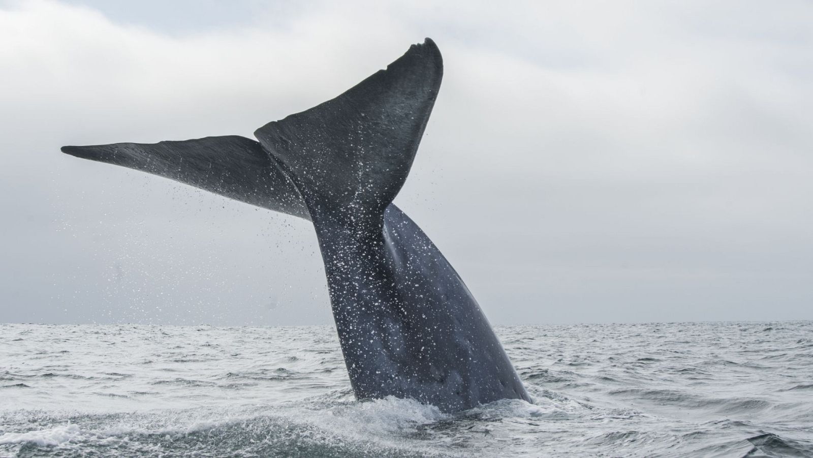 La corriente de Humboldt - Episodio 1 - El origen - ver ahora