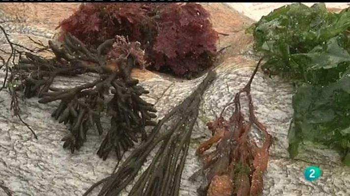 España en comunidad - Algas (Galicia)