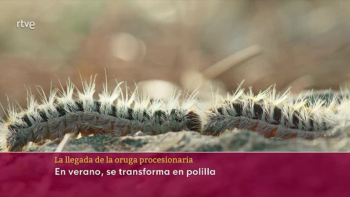 Objetivo Planeta - La llegada de la oruga procesionaria