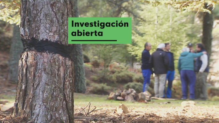Noticias Andalucía - Ataque bosques