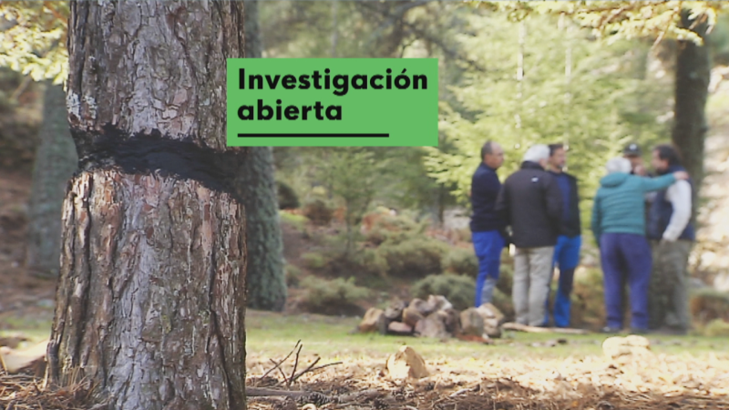 Ataque bosques - Noticias Andalucía | Ver