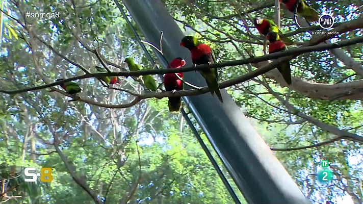 Somos 8 - Somos 8 - 15/02/2024