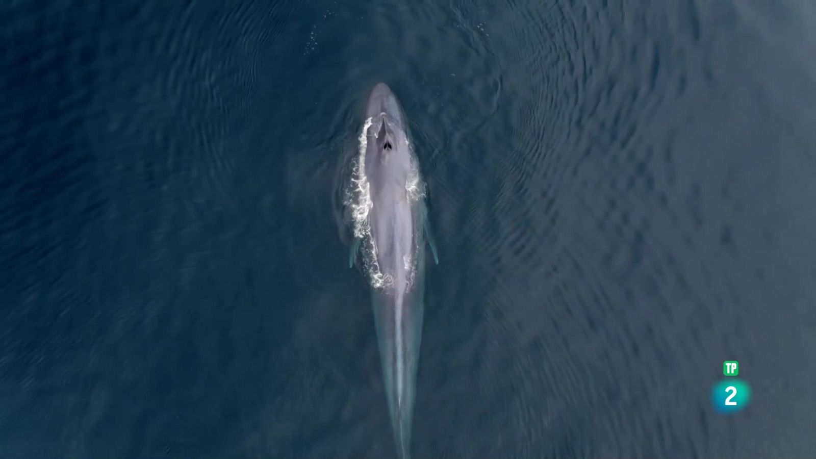 Grans Documentals - El corrent de Humboldt: La renovació - Veure ara
