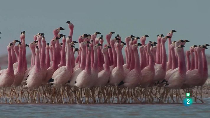 Som Documentals - Llaços de Família: Amics