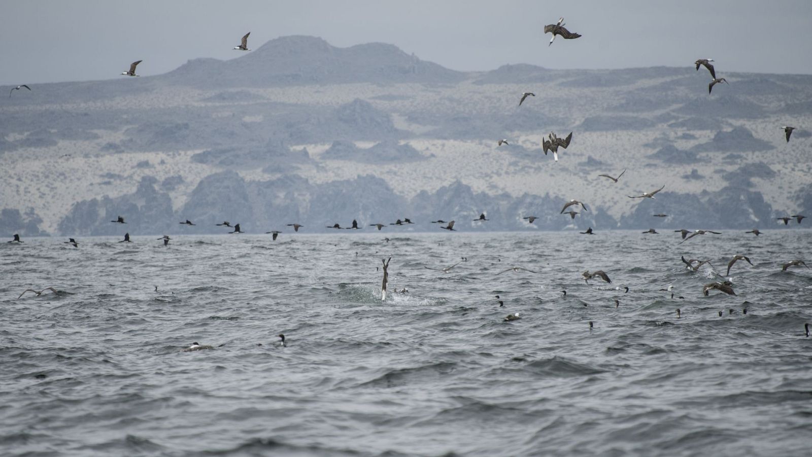La corriente de Humboldt - Episodio 3 - El final del camino - ver ahora