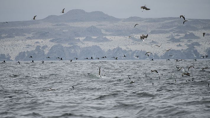 La corriente de Humboldt - Episodio 3 - El final del camino