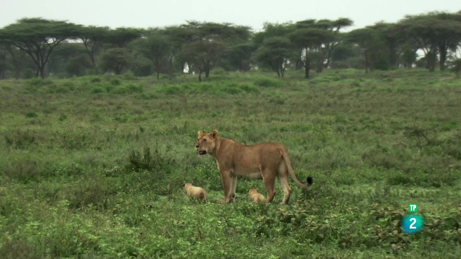 Grans Documentals - Lleons: La lluita per la supervivència - Veure ara