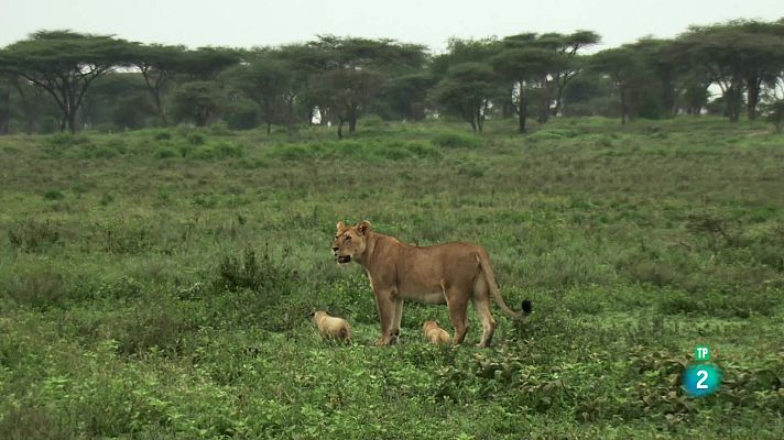 Som Documentals - Lleons: La lluita per la supervivència
