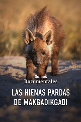 Som Documentals - Hienes brunes del Makgadikgadi