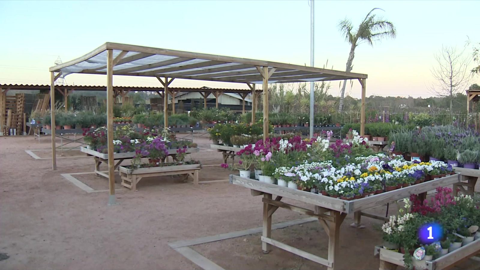 La jardineria, al límit per la sequera - L'Informatiu | Ver
