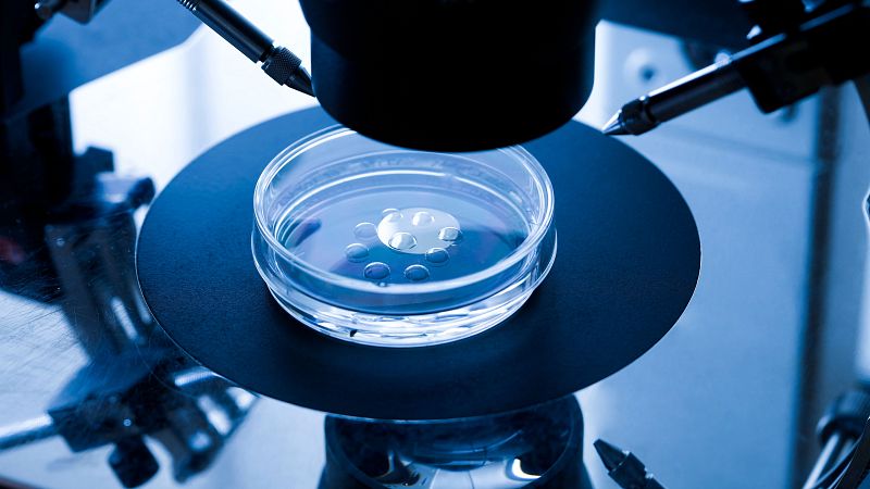 Explican el secreto de la longevidad de los óvulos | Ver