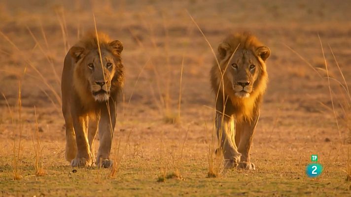 Som Documentals - Els caçadors d'Àfrica: Els reis de Nsefu