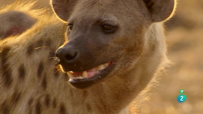 Som Documentals - Els caçadors d'Àfrica: El príncep perdut