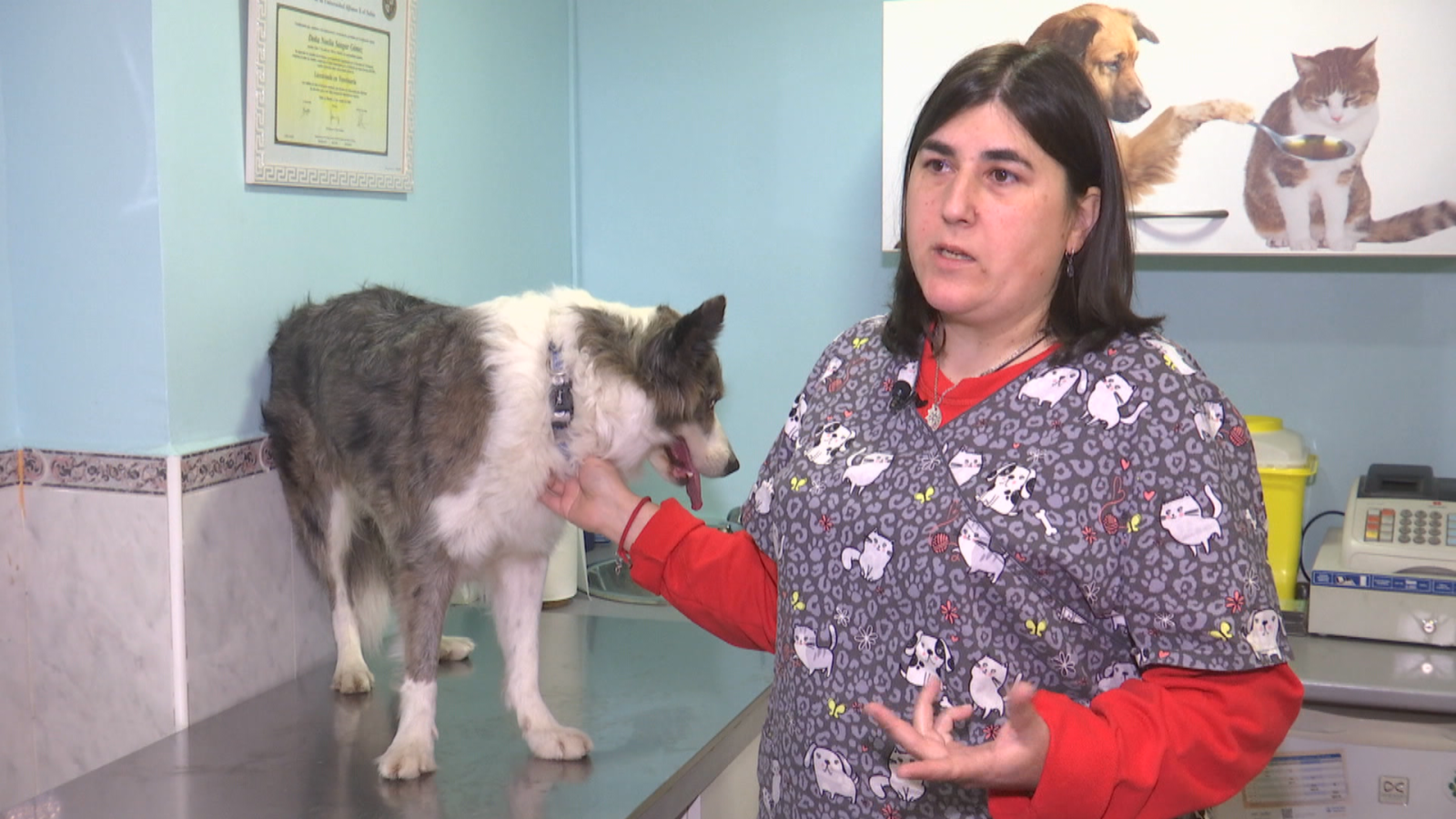 Los retos de las veterinarias | Ver