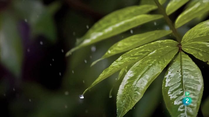 Som Documentals - Gegants i salvatges: Gegants i les formes de l'aigua