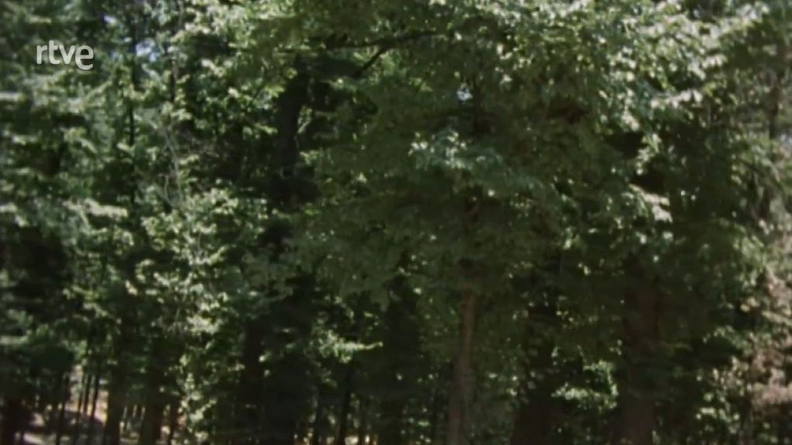 Nuestros árboles - El olmo (Parte 2)