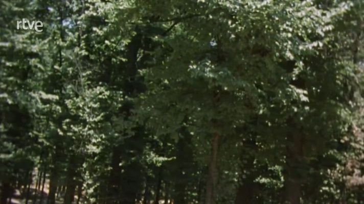 Nuestros árboles - El olmo (Parte 2)