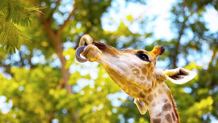 Gigantes y salvajes - Gigantes en tierras sedientas