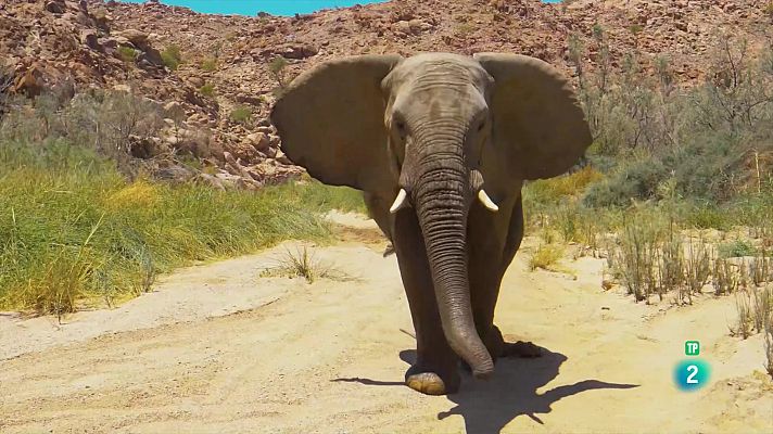 Som Documentals - Gegants i salvatges: Gegants en terres assedegades