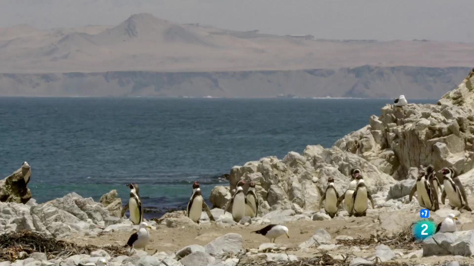 Grans Documentals - El Perú salvatge, el camp de batalla dels Andes: La costa salvatge del Perú - Veure ara