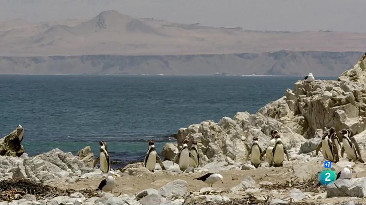 Som Documentals - El Perú salvatge, el camp de batalla dels Andes
