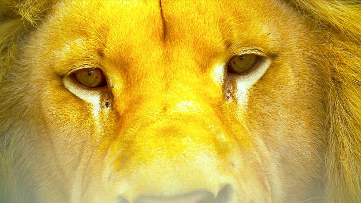 Gigantes y salvajes - Gigantes y salvajes - Episodio 3: Gigantes en mundos verdes