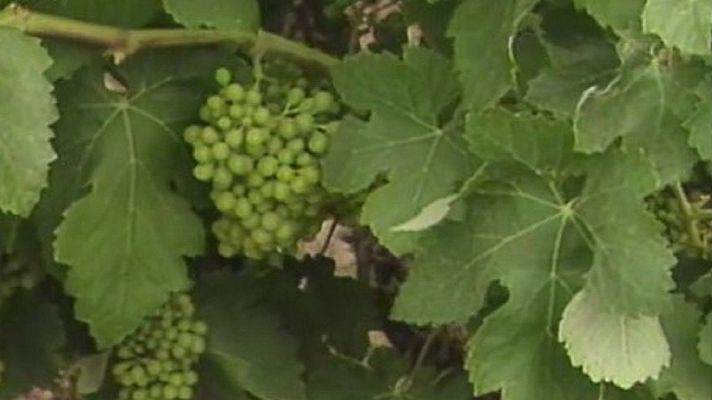 Arxiu TVE Catalunya - VII Setmana del Cava i entrevista a Nèstor Luján