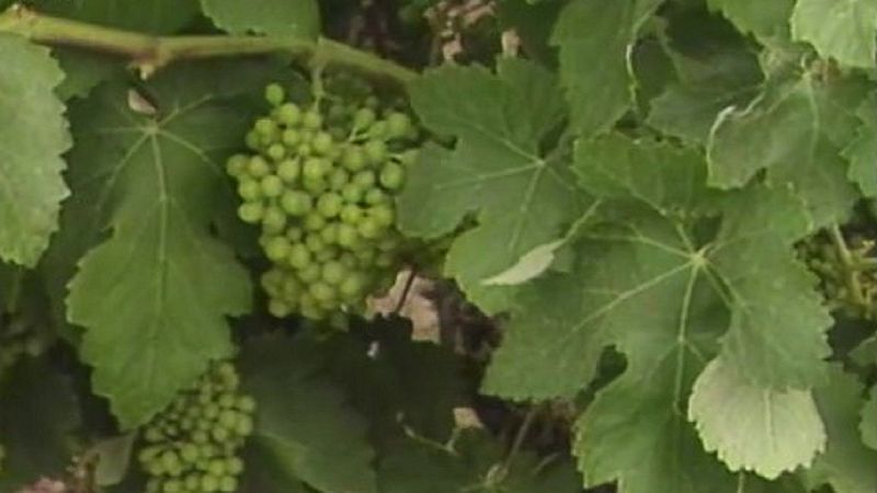 Arxiu TVE Catalunya - Mirades - VII Setmana del Cava i entrevista a Nèstor Luján