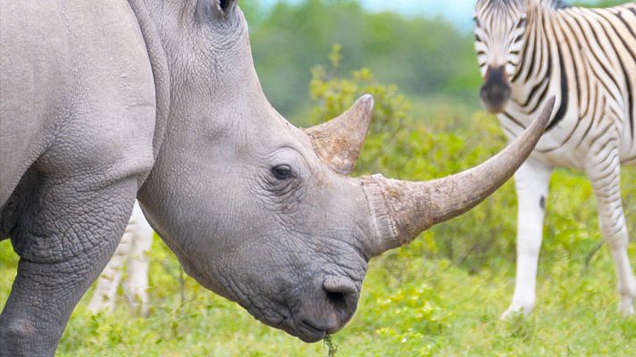 Gigantes y salvajes - Gigantes en tierras altas