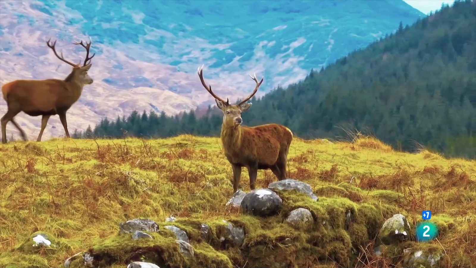 Grans Documentals - Gegants i salvatges: Gegants en terres altes - Veure ara