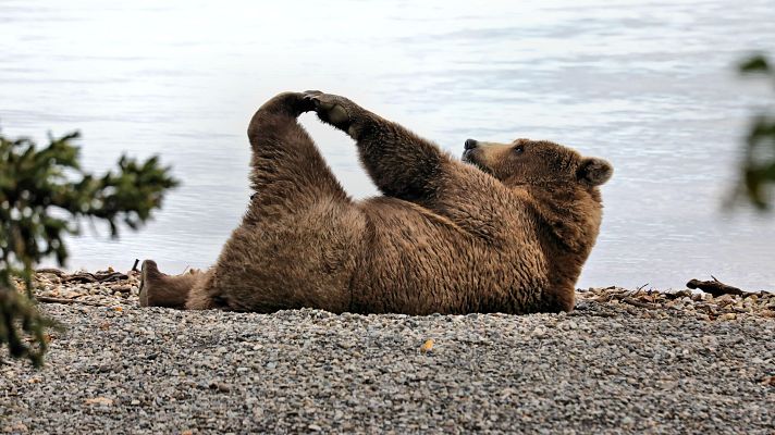 Telediario 1 - 'El hombre y la tierra', la serie que acercó al espectador a la naturaleza, cumple 50 años