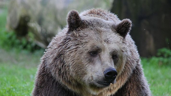 Italia. El último territorio salvaje - El bosque de los osos pardos