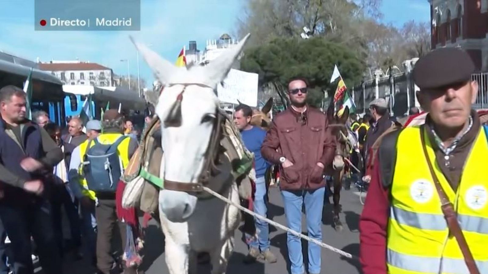 Agricultores se manifiestan con sus mulas frente al Ministerio de Agricultura - Diario 24 | Ver