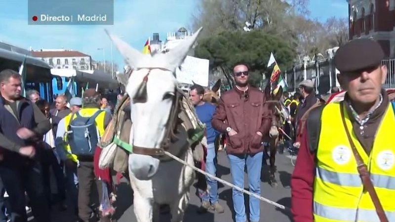 Agricultores se manifiestan con sus mulas frente al Ministerio de Agricultura - Diario 24 | Ver