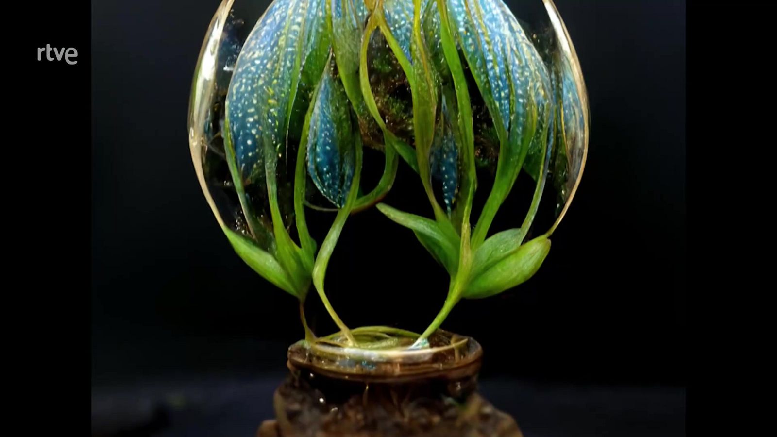 Marina Núñez: Herboristas y guerreras | Ver